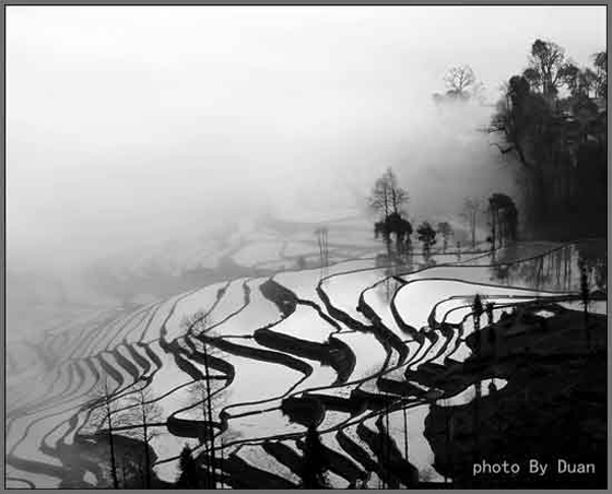 "Untitled black & white photo of rice fields" by Duan Yueheng